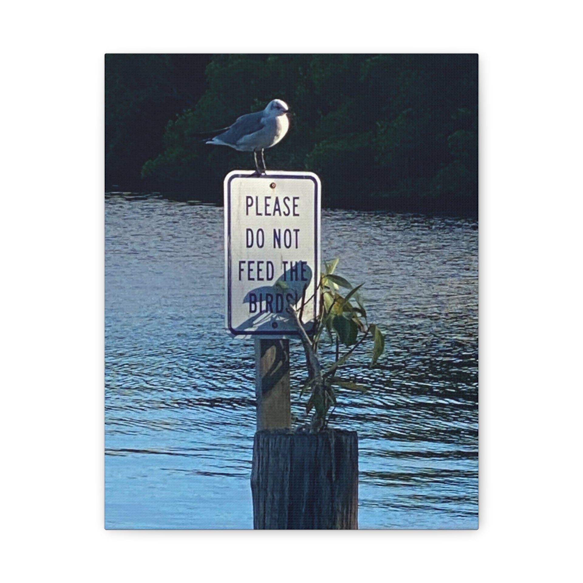 Don't Feed The Birds